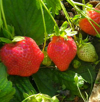 fragola - vivai giacomelli